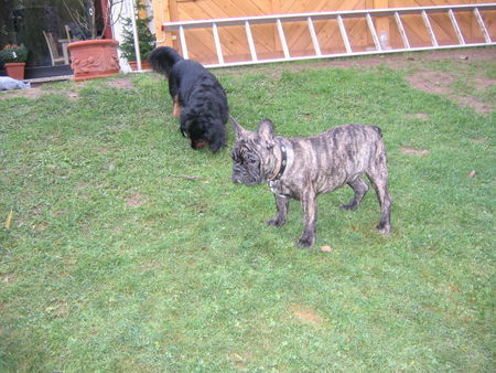 Französische Bulldogge Hunde Foto 27285 Französische Bulldogge Bully ist Traurig, weil ihm sein Freund nichts abgeben will :-(