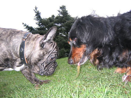 Französische Bulldogge Hunde Foto 27283 Französische Bulldogge Zwei dicke Freunde