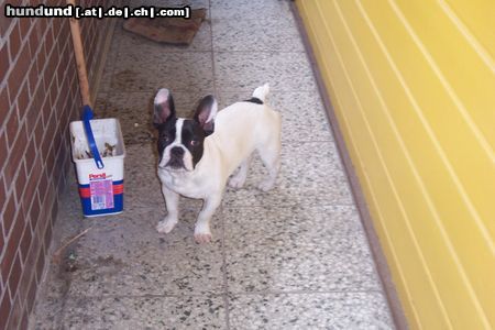 Französische Bulldogge