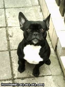 Französische Bulldogge herki 