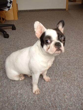 Französische Bulldogge Hunde Foto 34292 Französische Bulldogge Ich liebe es vor der Kamera zu stehen!