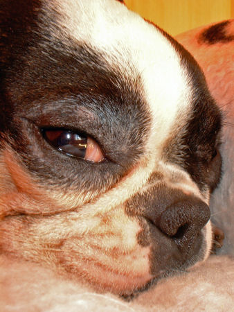 Französische Bulldogge Hunde Foto 34291 Französische Bulldogge Das ist meine Abby, die das Beste ist was ich bekommen konnte!!!