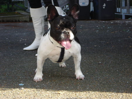 Französische Bulldogge Hunde Foto 43017 Französische Bulldogge MEIN LIEbLING! HRA-TOPDOG