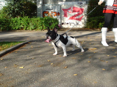 Französische Bulldogge Hunde Foto 43018 Französische Bulldogge MEIN LIEbLING! HRA-TOPDOG