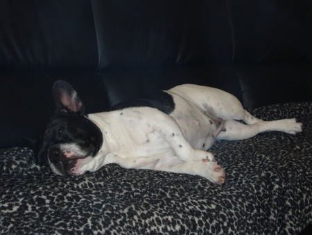 Französische Bulldogge Hunde Foto 43323 Französische Bulldogge ;)