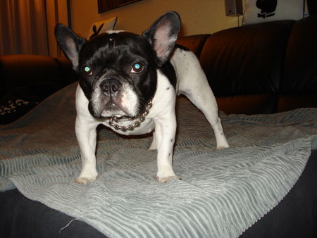 Französische Bulldogge ;)