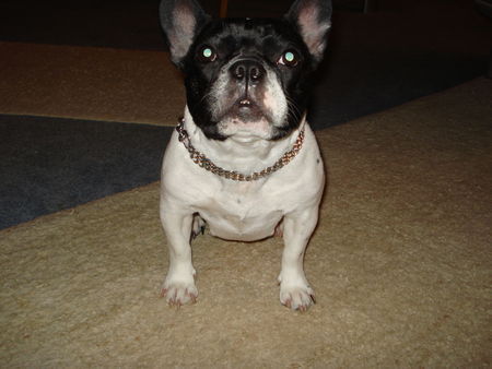 Französische Bulldogge Hunde Foto 43115 Französische Bulldogge IRA