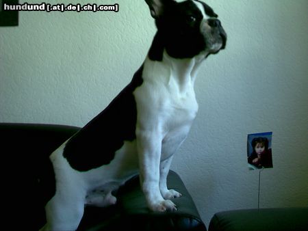 Französische Bulldogge Hunde Foto 14559 Französische Bulldogge Bin schon soooo groß!