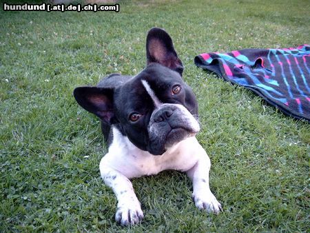 Französische Bulldogge Was guckst Du? (Adrian de Petit Fleur du Coeur)