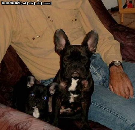 Französische Bulldogge Hunde Foto 6187 Französische Bulldogge Buffy mit Freundin Luna