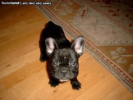 Französische Bulldogge Hunde Foto 6213 Französische Bulldogge Ich schau dich an