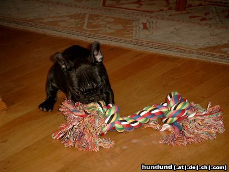 Französische Bulldogge Hunde Foto 6214 Französische Bulldogge Ich kann das auch schon ganz gut