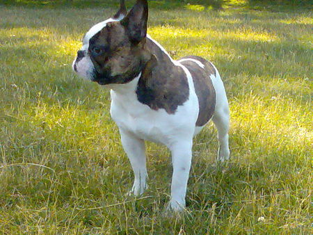 Französische Bulldogge Hunde Foto 42395 in höherer Auflösung ansehen Französische Bulldogge
