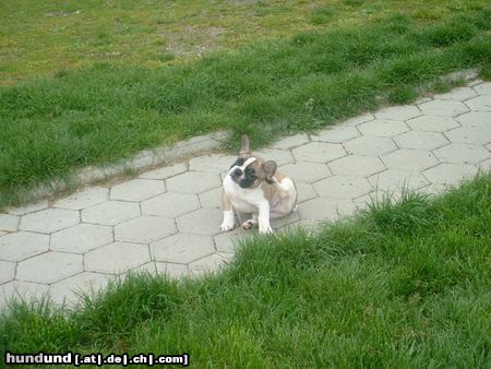 Französische Bulldogge Hunde Foto 11253 Französische Bulldogge kratz-kratz