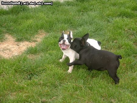 Französische Bulldogge Jumbo&Tuffy