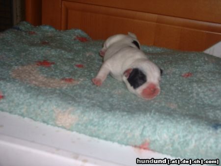 Französische Bulldogge Babybully Cell of Bullyhouse
