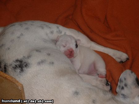Französische Bulldogge Hunde Foto 13368 Französische Bulldogge Elsabully of Bullyhouse