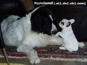 Französische Bulldogge Boccia (Landseer) & Bijou
