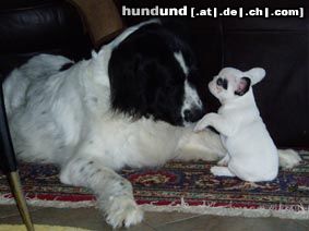 Französische Bulldogge Hunde Foto 7470 Französische Bulldogge Boccia (Landseer) & Bijou