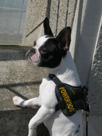 Französische Bulldogge Hunde Foto 41901 Französische Bulldogge paula hat das meer entdeckt