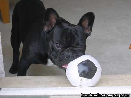 Französische Bulldogge Hunde Foto 13054 Französische Bulldogge Bruno