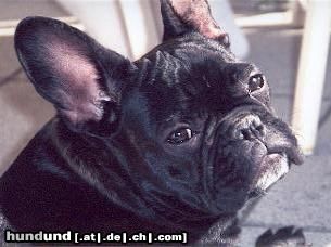 Französische Bulldogge Hunde Foto 6093 Französische Bulldogge Hallo aus Bonn