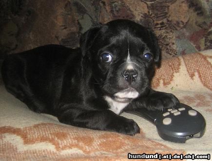 Französische Bulldogge Hunde Foto 23665 Französische Bulldogge