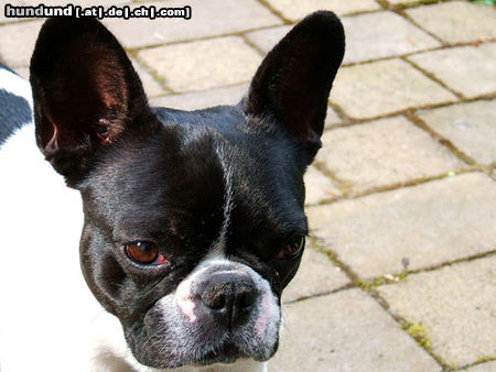 Französische Bulldogge Hunde Foto 25802 in höherer Auflösung ansehen Französische Bulldogge