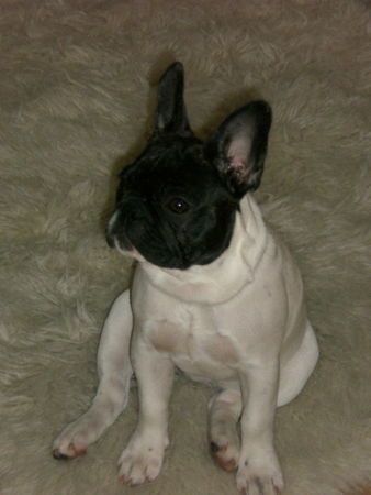 Französische Bulldogge Hunde Foto 36298 in höherer Auflösung ansehen Französische Bulldogge Mein süßer Schatz......