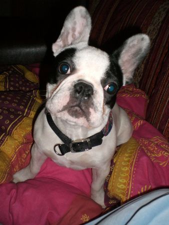 Französische Bulldogge Hunde Foto 36005 in höherer Auflösung ansehen Französische Bulldogge unser Prinz Poldie...Merlin