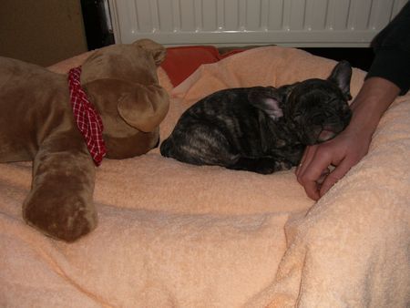 Französische Bulldogge Hunde Foto 43296 in höherer Auflösung ansehen Französische Bulldogge erster Tag im neuen Zuhause