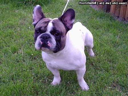 Französische Bulldogge Hunde Foto 21838 in höherer Auflösung ansehen Französische Bulldogge Chaplin
