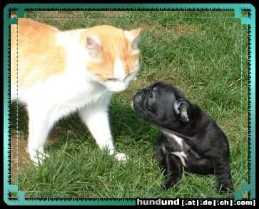 Französische Bulldogge wow-bist du aber eine groooosse Katze...