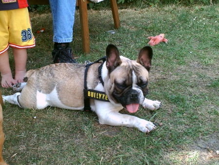 Französische Bulldogge Hunde Foto 42189 Französische Bulldogge Unser Rüde Chester mit 7 Monaten