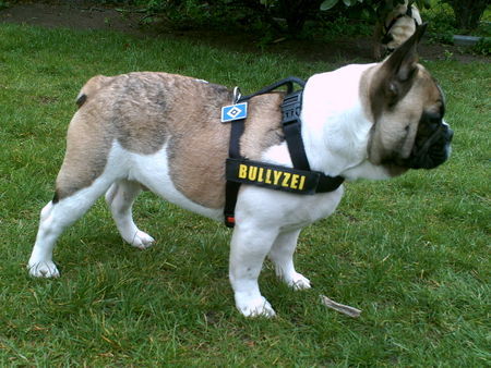 Französische Bulldogge Unser Rüde Chester mit 7 Monaten