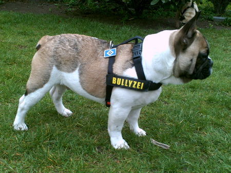 Französische Bulldogge Hunde Foto 42188 in höherer Auflösung ansehen Französische Bulldogge Unser Rüde Chester mit 7 Monaten