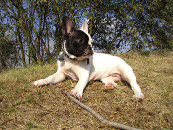 Französische Bulldogge Hunde Foto 27418 in höherer Auflösung ansehen Französische Bulldogge Bullytreffen Bad Emstal - Coco