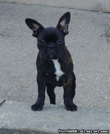 Französische Bulldogge Hunde Foto 23745 in höherer Auflösung ansehen Französische Bulldogge Unsere Kleine (grosse) Cooky