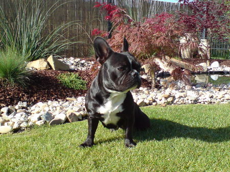Französische Bulldogge Hunde Foto 39859 in höherer Auflösung ansehen Französische Bulldogge Molly am Teich