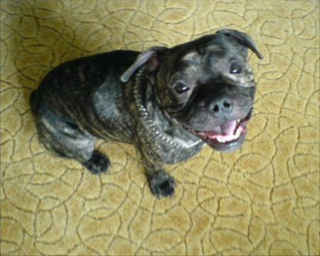 Französische Bulldogge spike