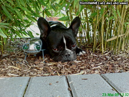 Französische Bulldogge Hunde Foto 45458 in höherer Auflösung ansehen Französische Bulldogge schöne Augen machen?