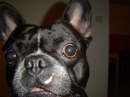 Französische Bulldogge Hunde Foto 36034 in höherer Auflösung ansehen Französische Bulldogge
