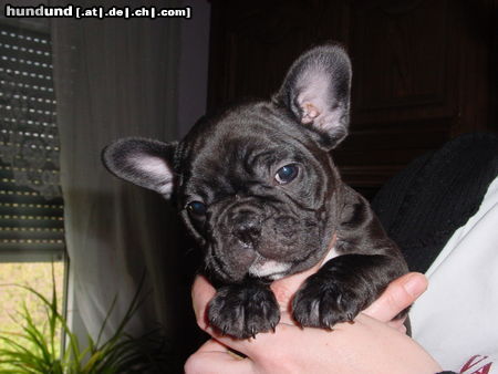 Französische Bulldogge
