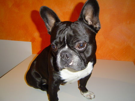 Französische Bulldogge Hunde Foto 36035 in höherer Auflösung ansehen Französische Bulldogge