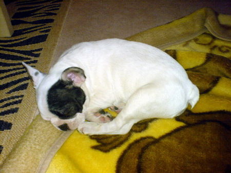 Französische Bulldogge ich muss auch schlafen