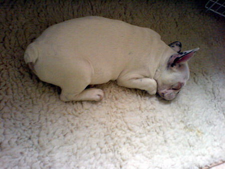 Französische Bulldogge jetzt mal von der anderen seite
