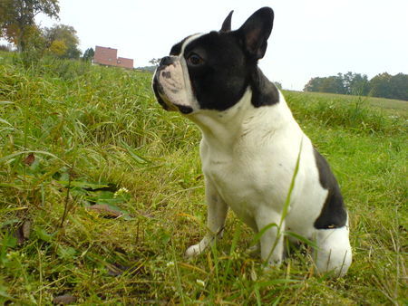 Französische Bulldogge Hunde Foto 35081 in höherer Auflösung ansehen Französische Bulldogge ...das ist mein Tyson...