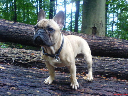 Französische Bulldogge Hunde Foto 41057 in höherer Auflösung ansehen Französische Bulldogge Balou von der Sparrenburg