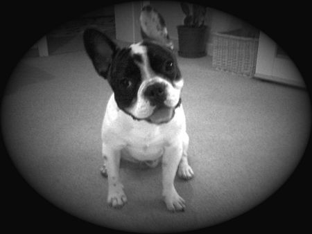Französische Bulldogge Hunde Foto 43560 in höherer Auflösung ansehen Französische Bulldogge