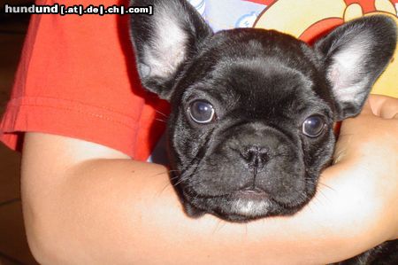 Französische Bulldogge Hunde Foto 11788 Französische Bulldogge Punky 7 weken oud